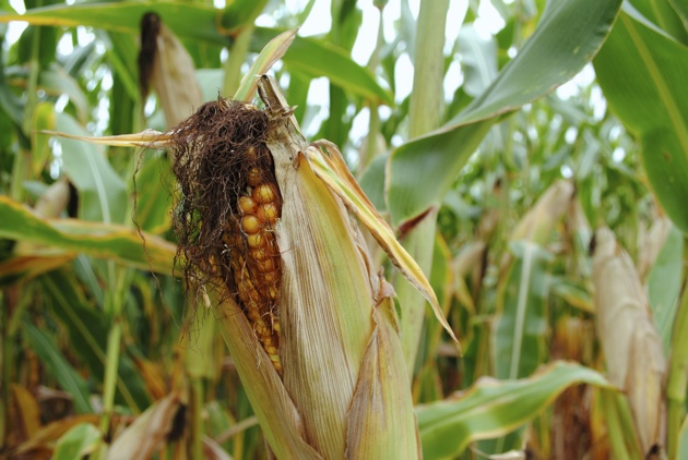 Labor Day Weekend - Corn