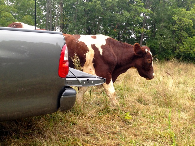 Labor Day Weekend - Cow