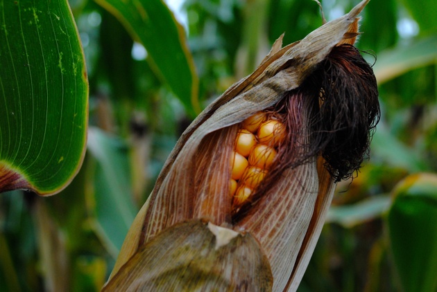 Labor Day Weekend - Corn Husk