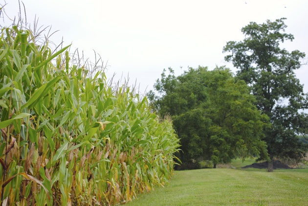 Labor Day Weekend - Corn Rows