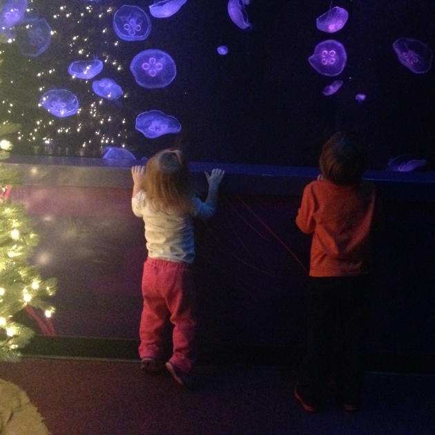 Jellyfish at Sea Life Aquarium