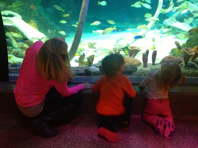 Sea Life Aquarium, Kansas City